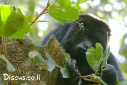 שאגן שחור מקסיקני