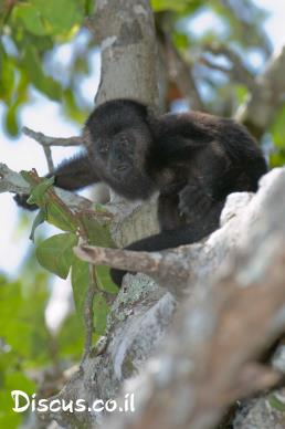 שאגן שחור מקסיקני