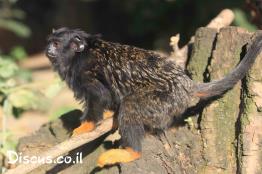 טמרין-זהוב-ידיים