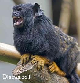 טמרין-זהוב-ידיים