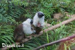 טמרין מנומר