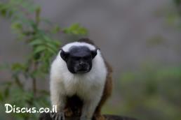 טמרין מנומר