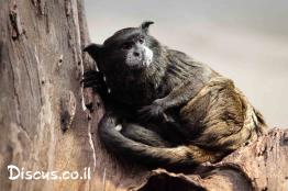 טמרין-שחור-אדרת