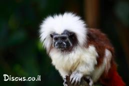 טמרין לבן קודקוד