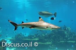 כריש-שחור-סנפירים