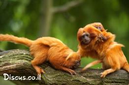 טמרין-רעמתי-זהוב