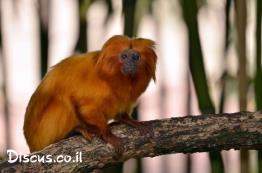 טמרין-רעמתי-זהוב