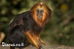 טמרין-רעמתי-זהוב-ראש