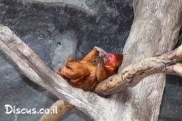 מקוק-קצר-זנב