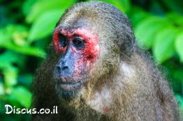 מקוק-קצר-זנב