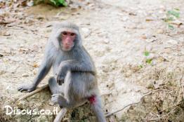 מקוק-סלעים-פורמוסני