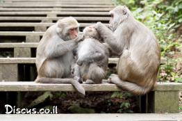 מקוק-סלעים-פורמוסני