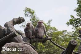 מקוק-סרטנים