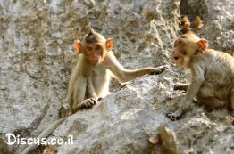 מקוק-סרטנים