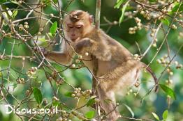 מקוק-זנב-חזיר-דרומי