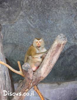 מקוק-זנב-חזיר-דרומי