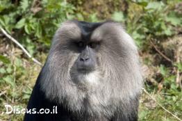 מקוק-זנב-אריה