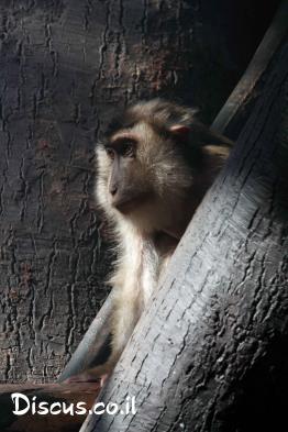 מקוק-זנב-חזיר-צפוני