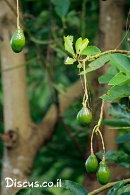 אבוקדו