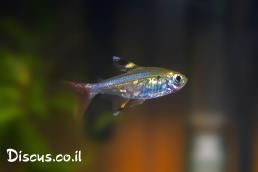 טטרה פריסטלה