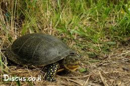 צב ביצות אירופי