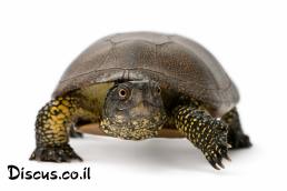 צב ביצות אירופי