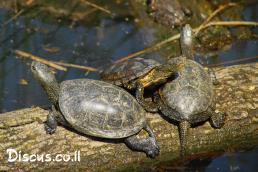 צב ביצות אירופי