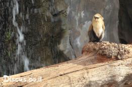 גנון-לבן-שת