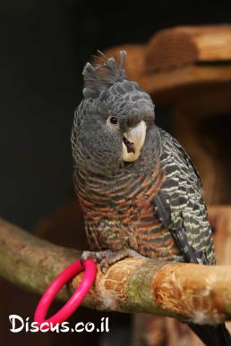 קקדו גאנג גאנג