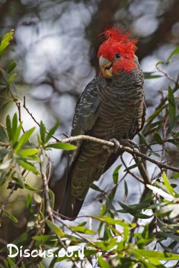 קקדו גאנג גאנג