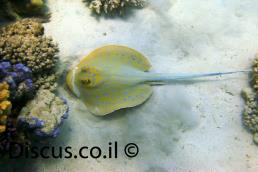 מחבטן הספירים