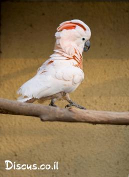 קקדו מולוקן