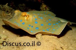 מחבטן הספירים