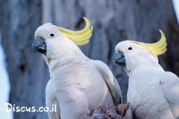 קקדו צהוב ציצית