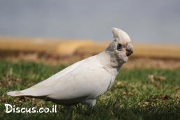 קקדו קורלה קטן