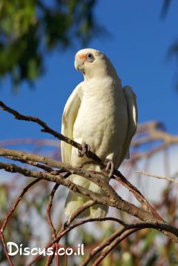 קקדו קורלה קטן