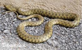 נחש-מים-משובץ