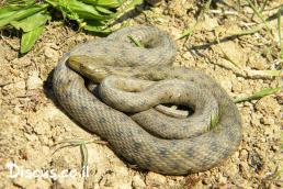 נחש מים משובץ