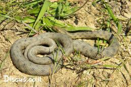 נחש מים משובץ