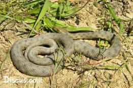 נחש-מים-משובץ