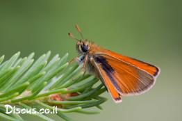 הספרית-החיטה