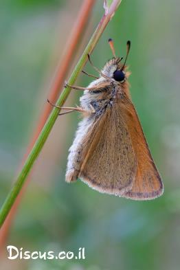 הספרית-החיטה