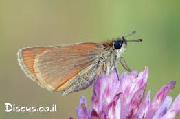 הספרית-הנשרן