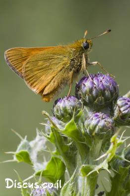 הספרית-הנשרן
