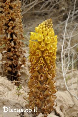 יחנוק המדבר