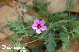 מקור חסידה שעיר