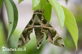 רפרף-ההרדוף