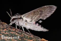 רפרף החבלבל