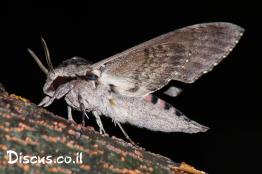 רפרף-החבלבל