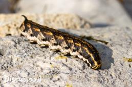 רפרף החבלבל